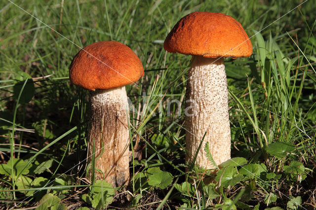 Aspen mushroom (Leccinum rufum)