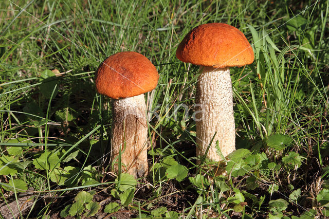 Rosse populierboleet (Leccinum rufum)