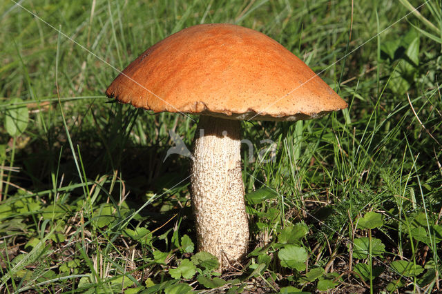 Aspen mushroom (Leccinum rufum)