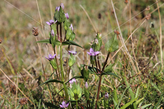 Veldgentiaan (Gentianella campestris)