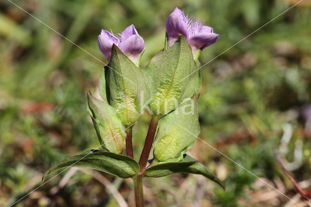 Field Gentian (Gentianella campestris)