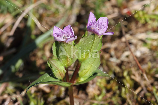 Veldgentiaan (Gentianella campestris)