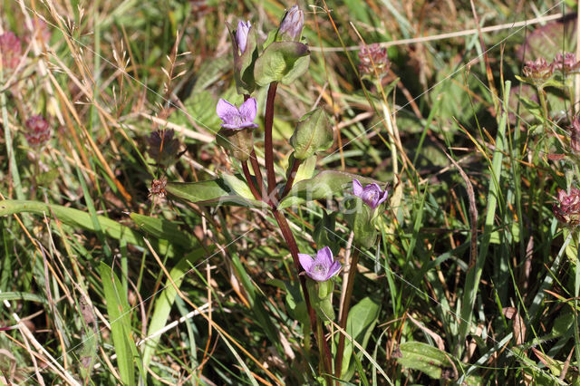 Veldgentiaan (Gentianella campestris)