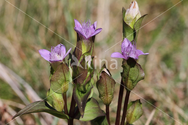 Field Gentian (Gentianella campestris)