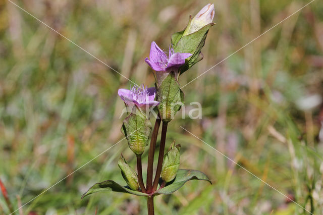 Field Gentian (Gentianella campestris)