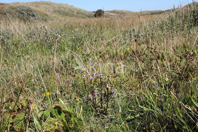 Veldgentiaan (Gentianella campestris)