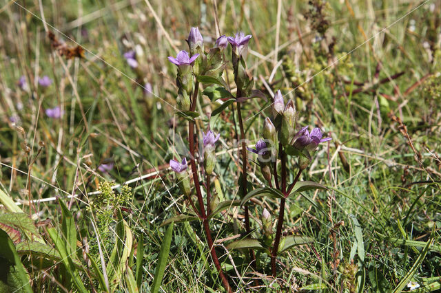 Field Gentian (Gentianella campestris)