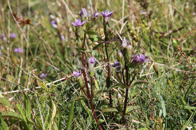 Field Gentian (Gentianella campestris)