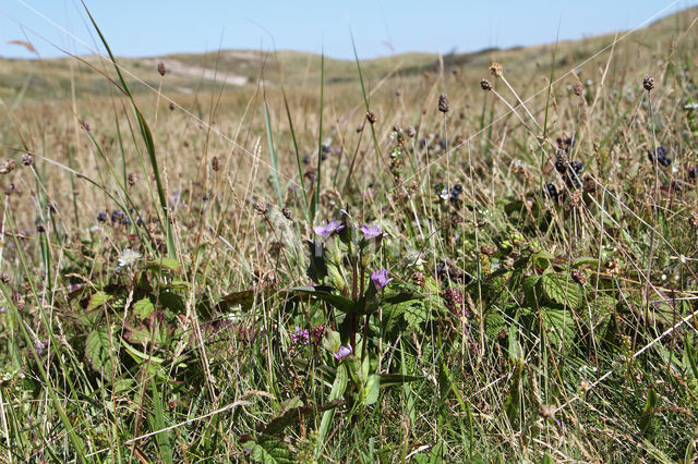 Field Gentian (Gentianella campestris)