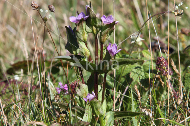 Field Gentian (Gentianella campestris)