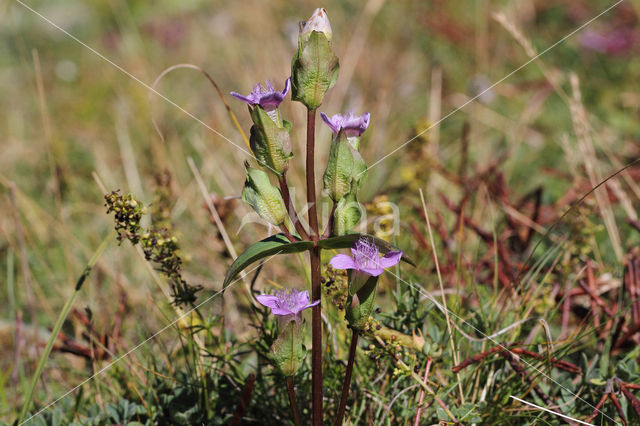 Field Gentian (Gentianella campestris)