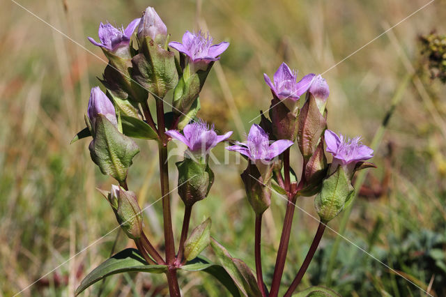 Veldgentiaan (Gentianella campestris)