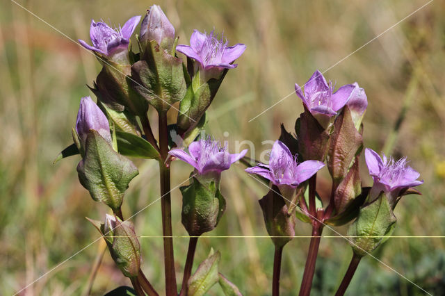 Field Gentian (Gentianella campestris)