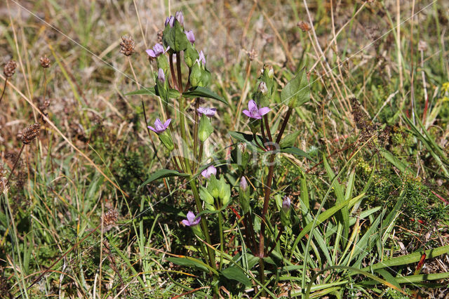 Veldgentiaan (Gentianella campestris)