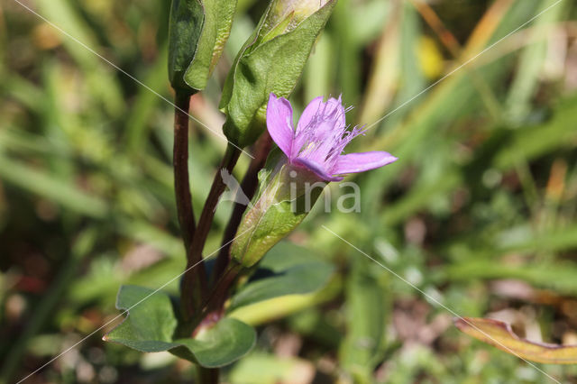 Field Gentian (Gentianella campestris)