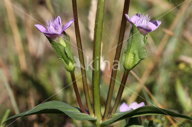 Veldgentiaan (Gentianella campestris)