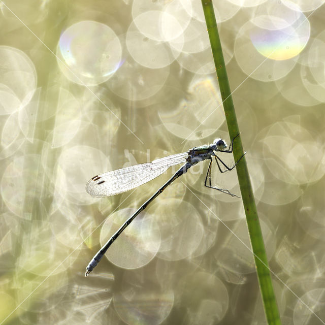 Green Emerald Damselfly (Lestes viridis)