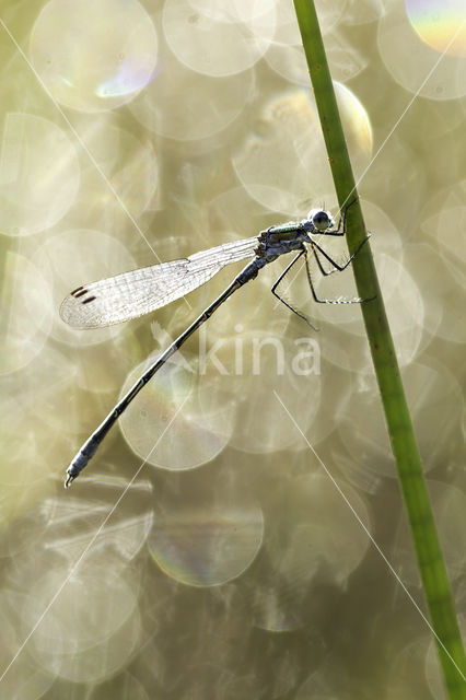 Houtpantserjuffer (Lestes viridis)