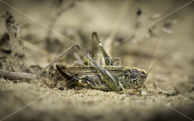 Duinsabelsprinkhaan (Platycleis albopunctata)