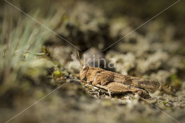 Blauwvleugelsprinkhaan (Oedipoda caerulescens)