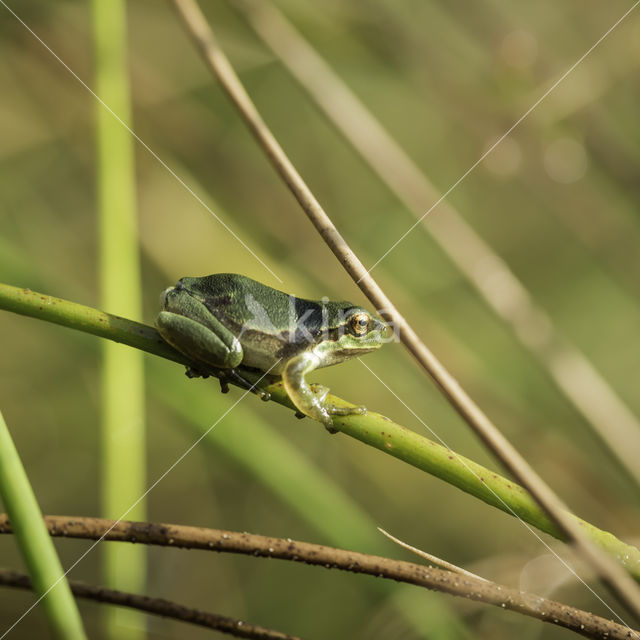 Europese boomkikker (Hyla arborea)