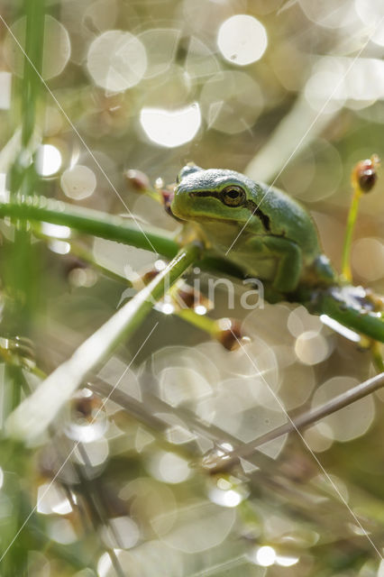 Europese boomkikker (Hyla arborea)