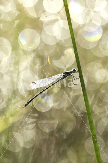 Green Emerald Damselfly (Lestes viridis)