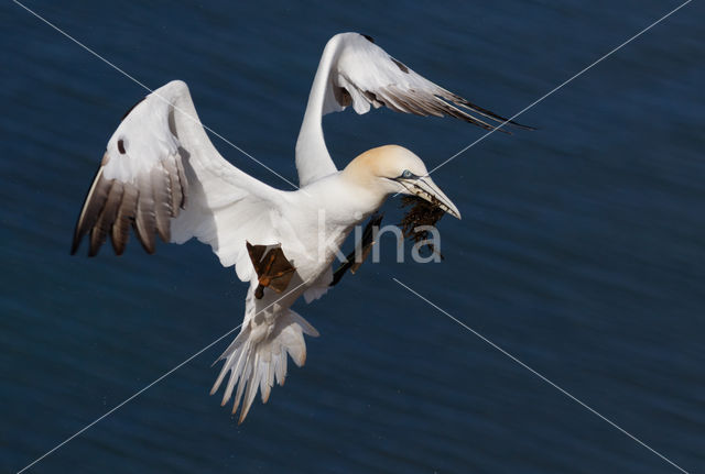 Northern Gannet (Morus bassanus)