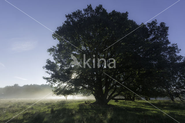 Oak (Quercus)