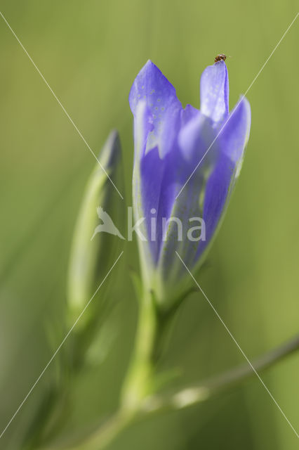 Marsh Gentian (Gentiana pneumonanthe)