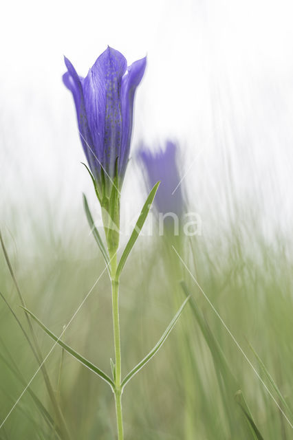 Marsh Gentian (Gentiana pneumonanthe)