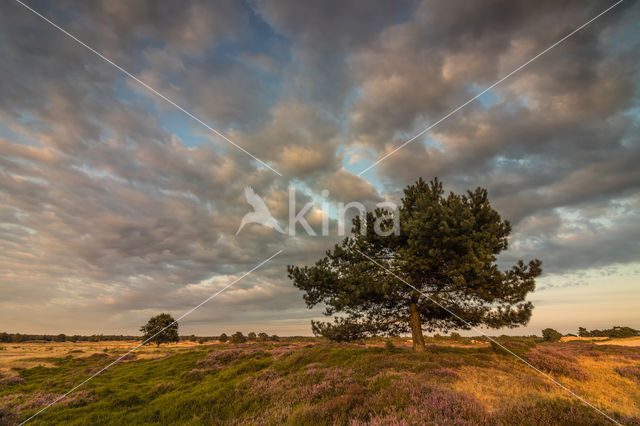 Nationaal Park Drents-Friese Wold