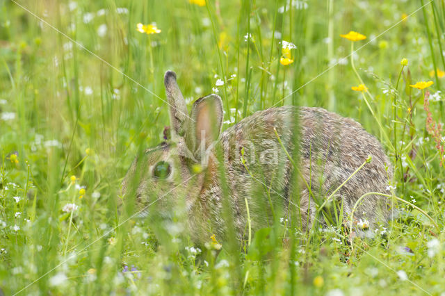 Konijn (Oryctolagus cuniculus)