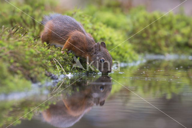 Red Squirrel (Sciurus vulgaris)