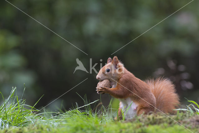 Eekhoorn (Sciurus vulgaris)