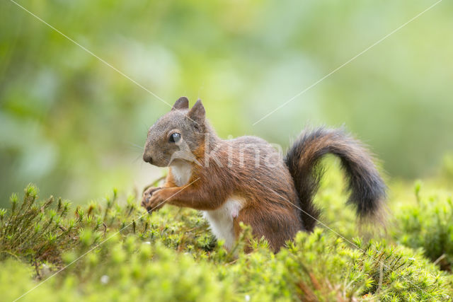Red Squirrel (Sciurus vulgaris)