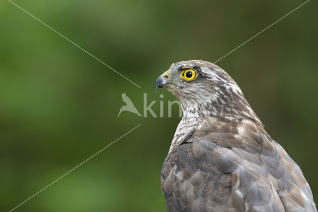 Sparrow Hawk (Accipiter nisus)