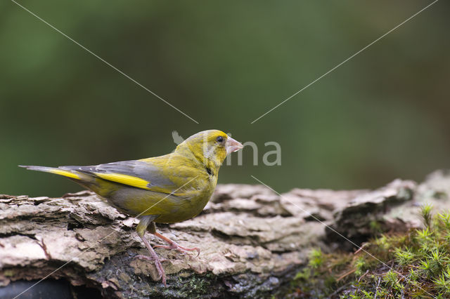 European Greenfinch (Carduelis chloris)