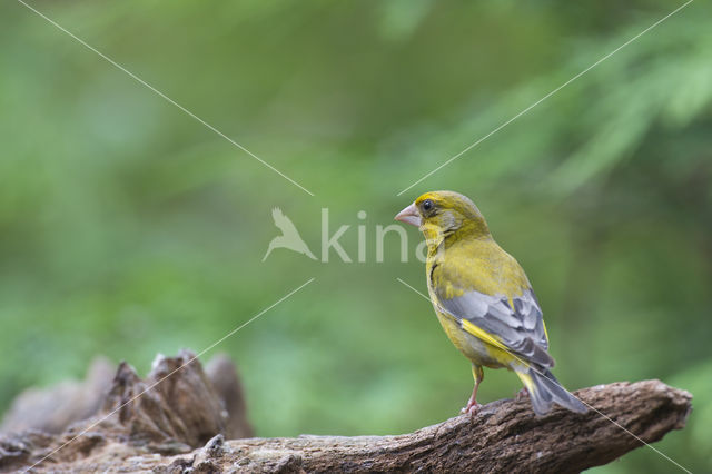 European Greenfinch (Carduelis chloris)