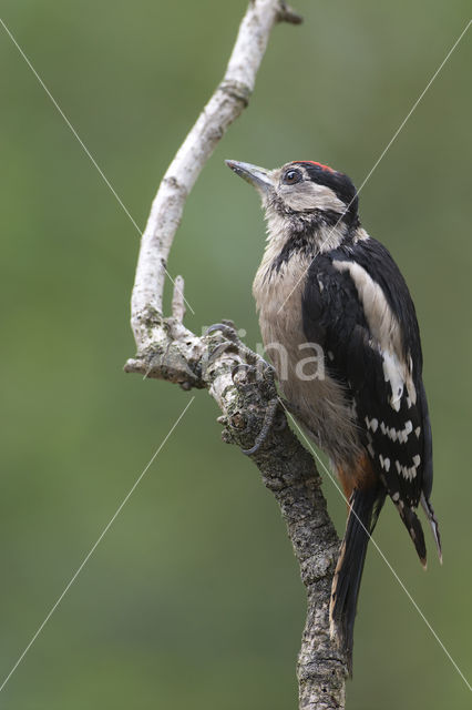 Grote Bonte Specht (Dendrocopos major)