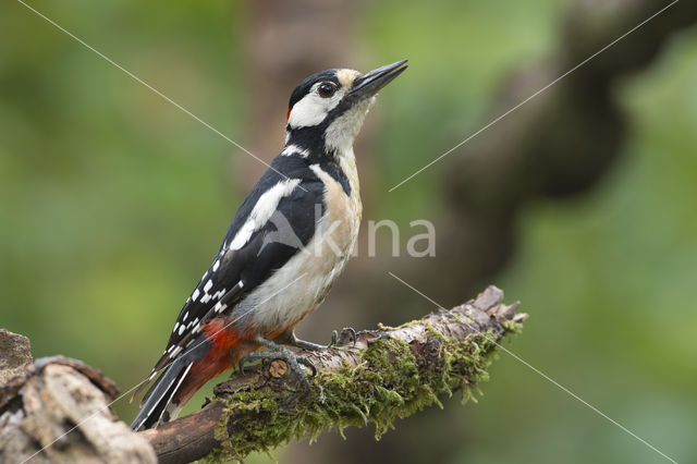 Grote Bonte Specht (Dendrocopos major)