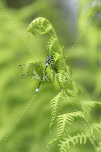 Gewone pantserjuffer (Lestes sponsa)