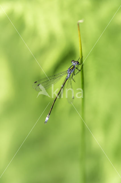 Gewone pantserjuffer (Lestes sponsa)