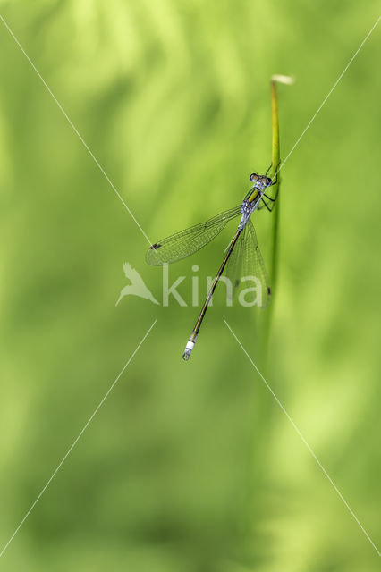 Gewone pantserjuffer (Lestes sponsa)