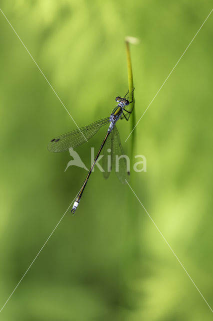 Gewone pantserjuffer (Lestes sponsa)