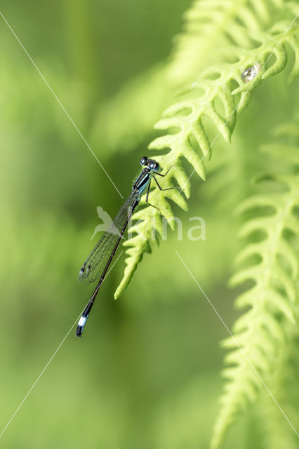 Gewone pantserjuffer (Lestes sponsa)