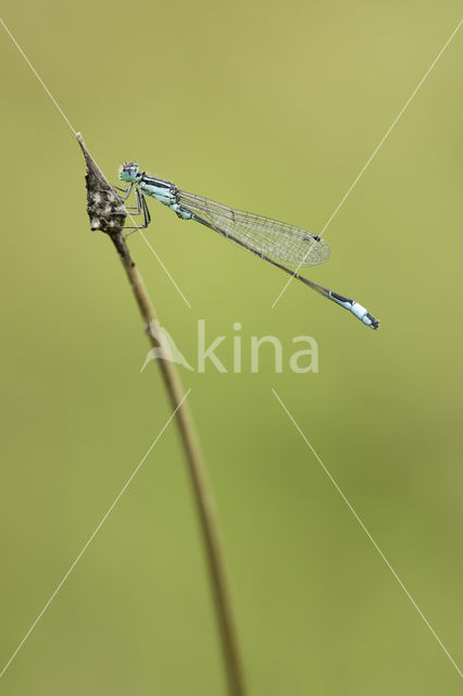 Lantaarntje (Ischnura elegans)