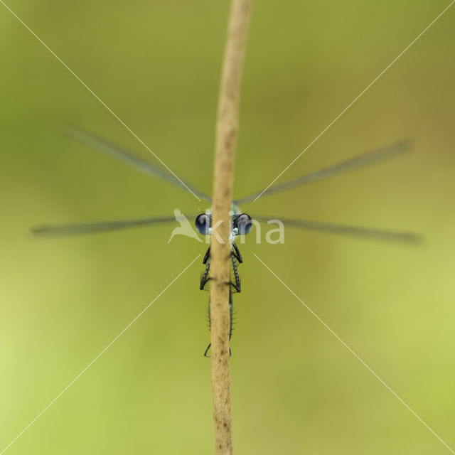 Gewone pantserjuffer (Lestes sponsa)