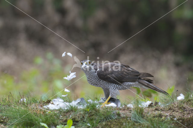 Havik (Accipiter gentilis)