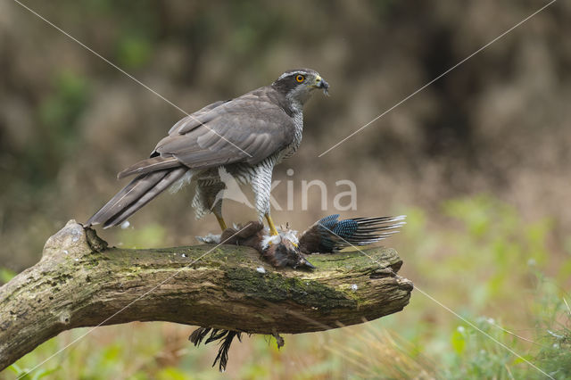 Havik (Accipiter gentilis)